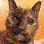 [ The Cat ]